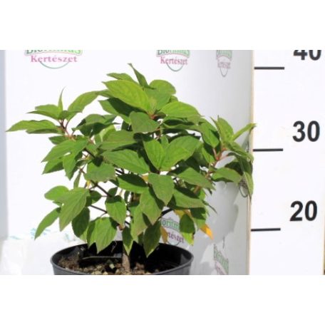 Fehér bugás hortenzia Hydrangea paniculata Bobo K3 30/+