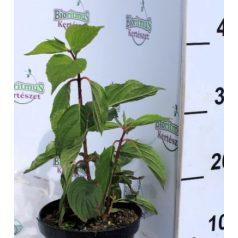 Hydrangea pan.Lime Light K2 20/30