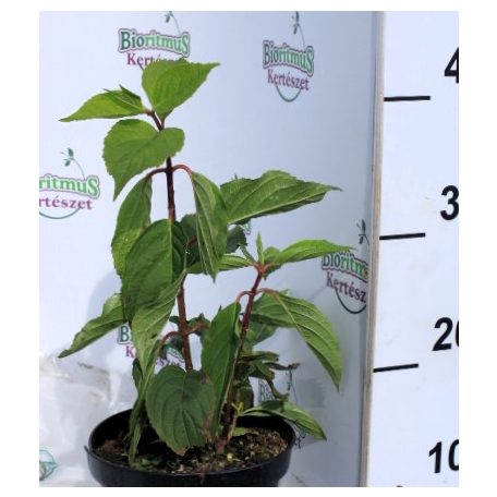 Hydrangea pan.Lime Light K2 20/30