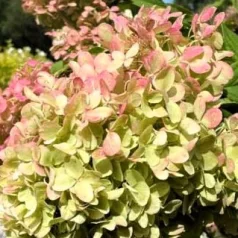 Hydrangea pan.Lime Light K4 40/+