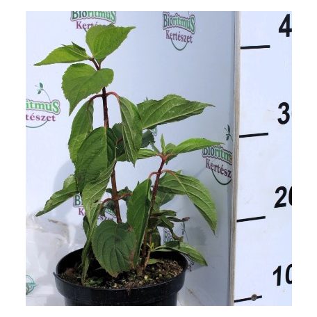 Hydrangea pan.Lime Light K4 40/+