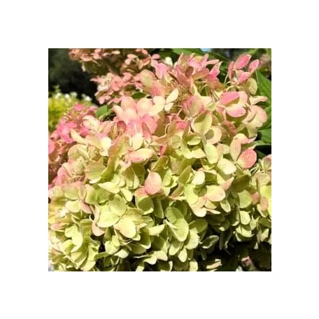 Hydrangea pan.Lime Light K4 40/+