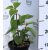 Hydrangea pan.Lime Light K4 40/+