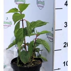 Hydrangea pan.Lime Light K4 40/+