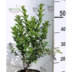 Fagyal Ligustrum ov. Góliát K2 30/40