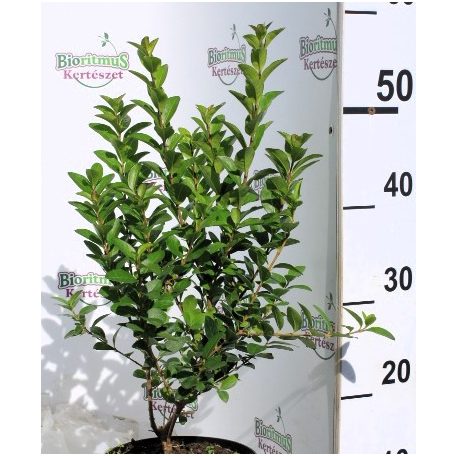 Fagyal Ligustrum ov. Góliát K2 30/40