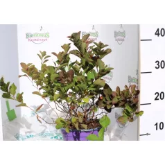  Rózsaszín nyírfalevelű gyöngyvessző Spiraea betulifolia Pink K2 20/30