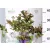 Rózsaszín nyírfalevelű gyöngyvessző Spiraea betulifolia Pink K2 20/30