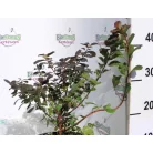 Nyírfalevelű gyöngyvessző Spiraea betulifolia Tor K2 20/30