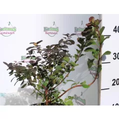   Nyírfalevelű gyöngyvessző Spiraea betulifolia Tor K2 20/30