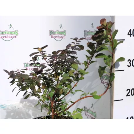 Nyírfalevelű gyöngyvessző Spiraea betulifolia Tor K2 20/30