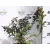Nyírfalevelű gyöngyvessző Spiraea betulifolia Tor K2 20/30