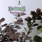 Nyírfalevelű gyöngyvessző Spiraea betulifolia Tor K2 20/30
