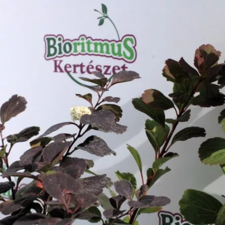 Nyírfalevelű gyöngyvessző Spiraea betulifolia Tor K2 20/30