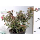 Japán gyöngyvessző Spirea japonica Shirobana K2 20/30