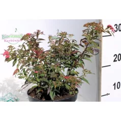 Japán gyöngyvessző Spirea japonica Shirobana K2 20/30
