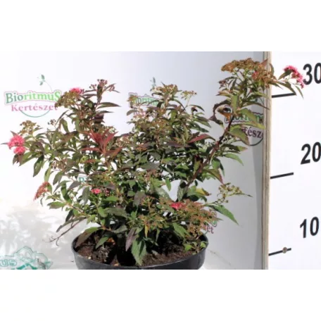 Japán gyöngyvessző Spirea japonica Shirobana K2 20/30