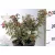 Japán gyöngyvessző Spirea japonica Shirobana K2 20/30