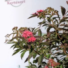 Japán gyöngyvessző Spirea japonica Shirobana K2 20/30