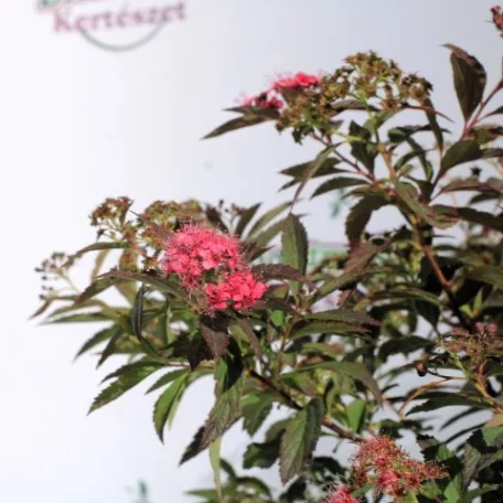 Japán gyöngyvessző Spirea japonica Shirobana K2 20/30