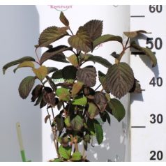Redős levelű bangita Viburnum pl. Grandiflorum K4 40/60