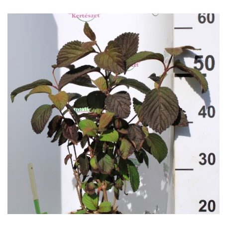 Redős levelű bangita Viburnum pl. Grandiflorum K4 40/60