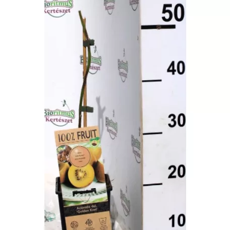 Sárga húsú kivi Actinidia deliciosa Golden Kiwi P15