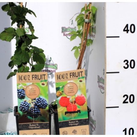 Málna- és szederválogatás Rubus mix P15