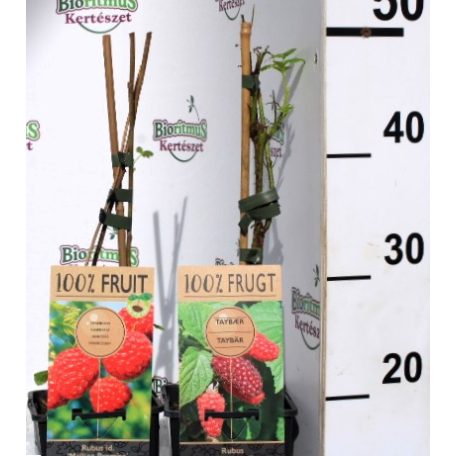 Málna- és szederválogatás Rubus mix P15