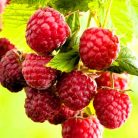 Málna Rubus id. Twotimer Sugana Red kétszertermő piros P15