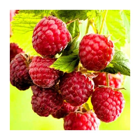 Málna Rubus id. Twotimer Sugana Red kétszertermő piros P15