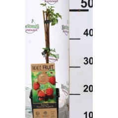   Málna Rubus id. Twotimer Sugana Red kétszertermő piros P15
