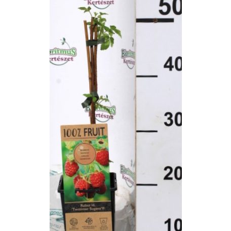 Málna Rubus id. Twotimer Sugana Red kétszertermő piros P15