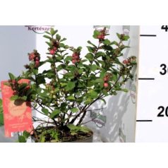 Hóbogyó Symphoricarpos Magical Ruby Giant P17