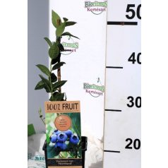 Kék áfonya Vaccinium Northland P15