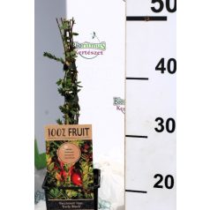   Korai fekete tőzegáfonya Vaccinium macrocarpon Early Black P15