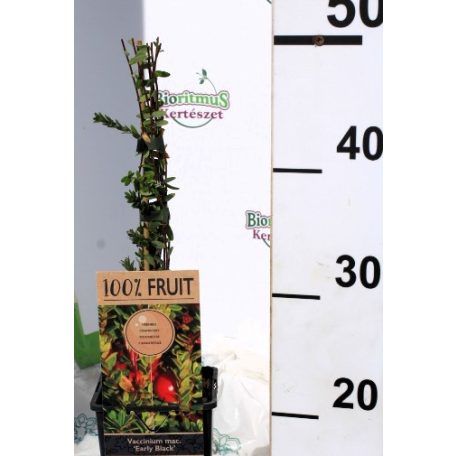 Korai fekete tőzegáfonya Vaccinium macrocarpon Early Black P15