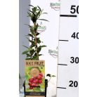 Rózsaszín fürtös áfonya Vaccinium corymbosum Pink Lemonade P15