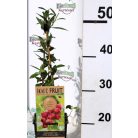 Rózsaszín fürtös áfonya Vaccinium corymbosum Pink Lemonade P15