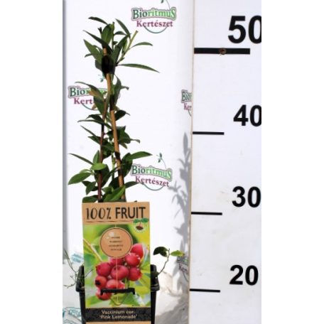 Rózsaszín fürtös áfonya Vaccinium corymbosum Pink Lemonade P15