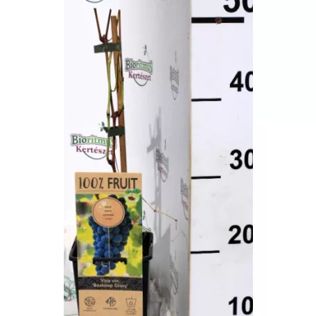 Piros csemegeszőlő Vitis vinifera Boskoop Glory P15