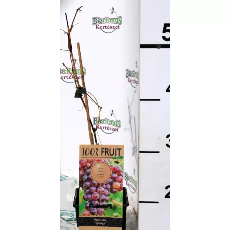 Csemegeszőlő Vitis Spulga P15