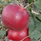 Éva alma szabadgyökerű gyümölcsfa