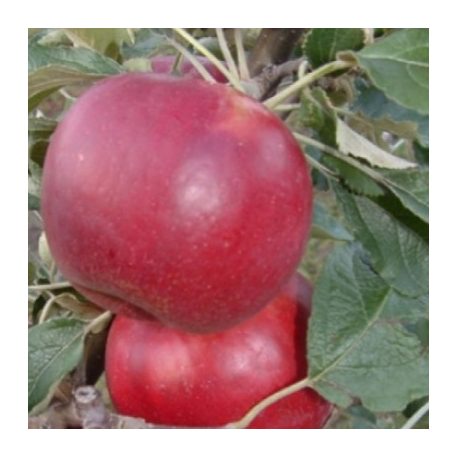 Éva alma szabadgyökerű gyümölcsfa