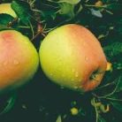 Golden Delicious Reinders alma szabadgyökerű gyümölcsfa