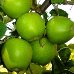 Granny Smith alma szabadgyökerű gyümölcsfa