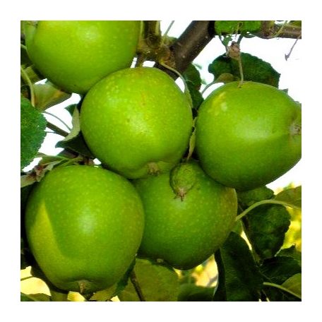 Granny Smith alma szabadgyökerű gyümölcsfa