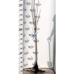 Granny Smith alma szabadgyökerű gyümölcsfa