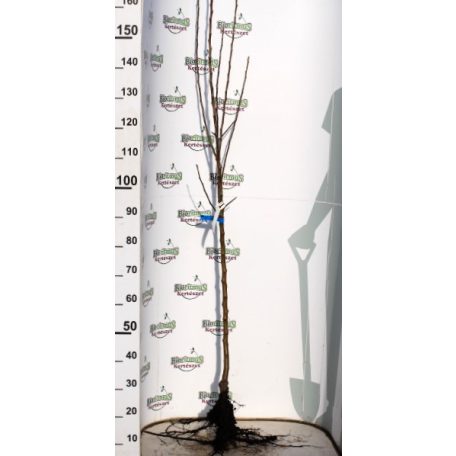 Jonagold 12/5 Ny alma szabadgyökerű gyümölcsfa