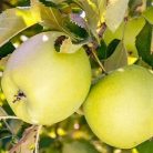 Mutsu alma szabadgyökerű gyümölcsfa